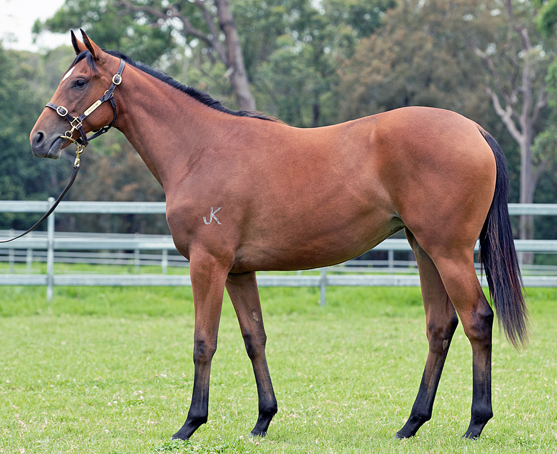 EXCEED AND EXCEL X GO DAISY Bay Yearling Filly With CIARON MAHER RACING